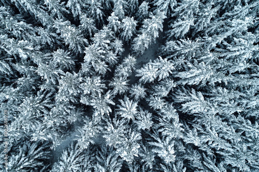Thick snowy forest captured from birds eye view with a drone during winter. Thick snowy forest captured from birds eye view with a drone during winter.