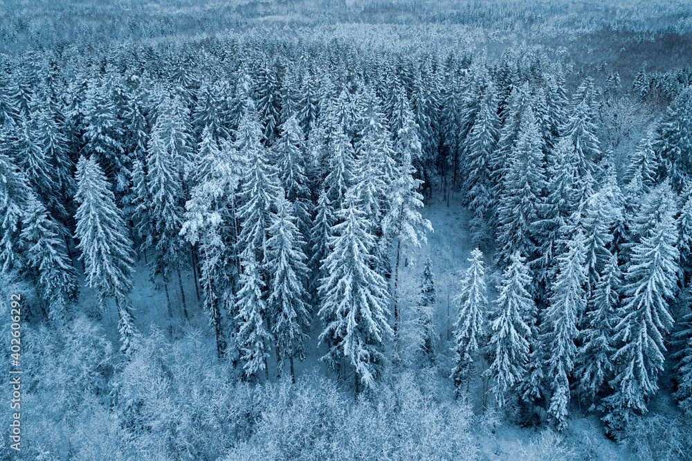 Thick snowy forest captured from birds eye view with a drone during winter. Thick snowy forest captured from birds eye view with a drone during winter.