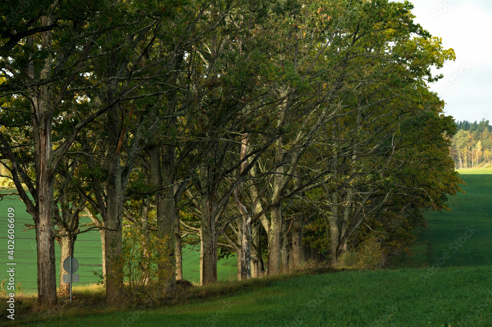 Old oak trees during sunrise in autumn Old oak trees during sunrise in autumn