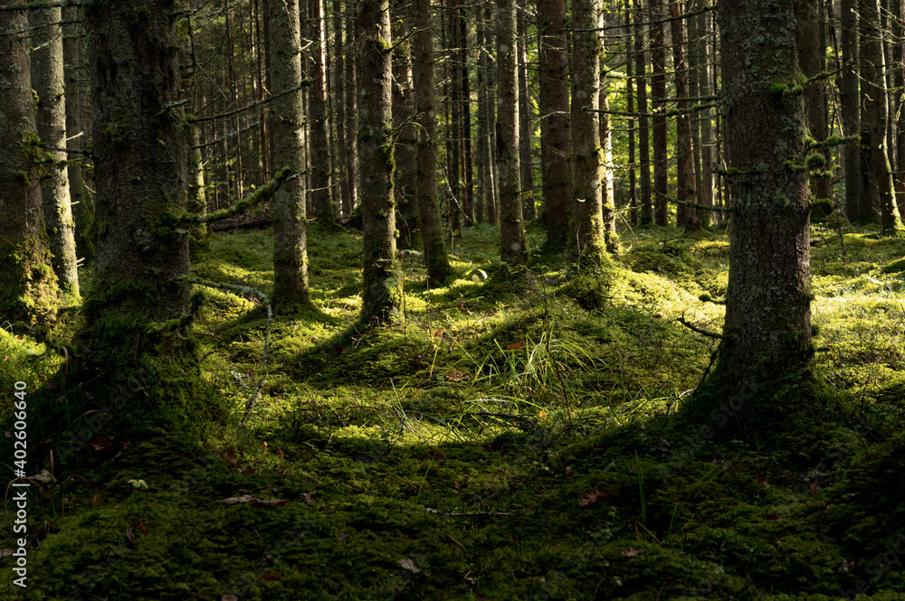 Fototapeta premium Thick dark forest with moss and sun rays shining trough.