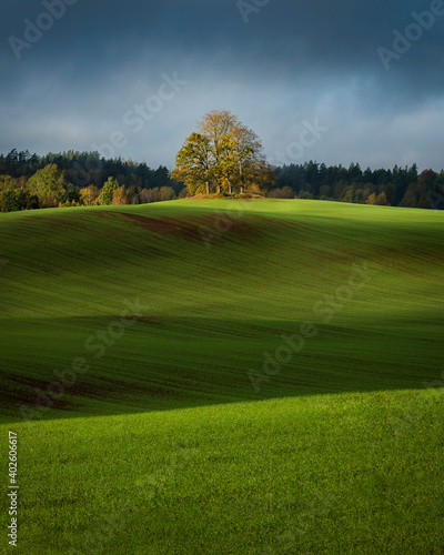 Lonely tree in open agriculture field captured form above with a drone during autumn sunrise...