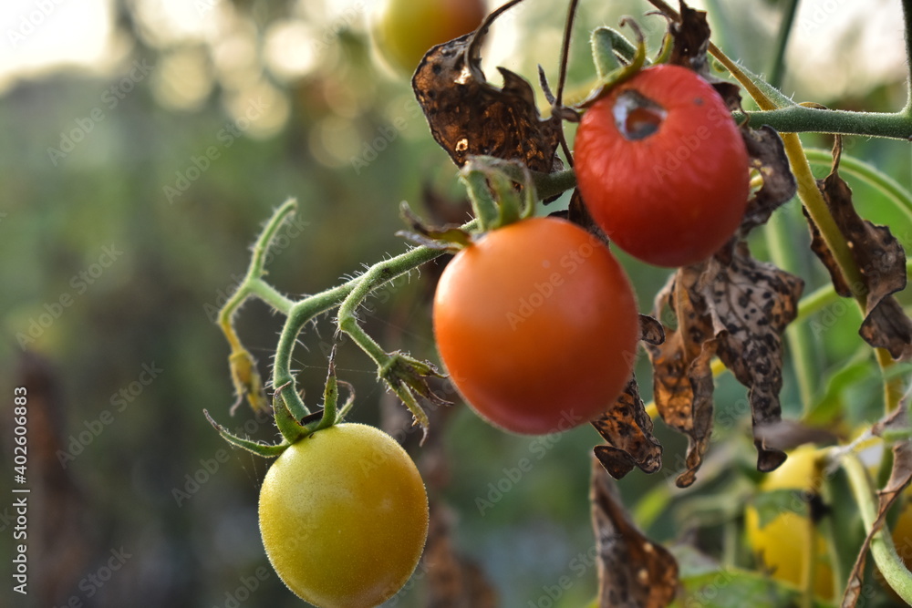 the aging process of tomatoes in the garden the aging process of tomatoes in the garden