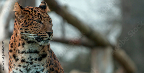 Billede på lærred Leopard Watching the world go by