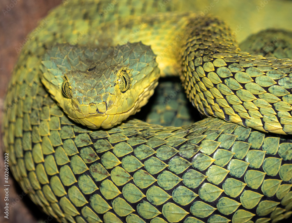 Western bush viper (Atheris chlorechis) close-up, captive (native to  Western Africa) Stock Photo