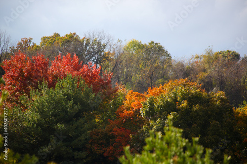 Tree with colorful fall leaves
