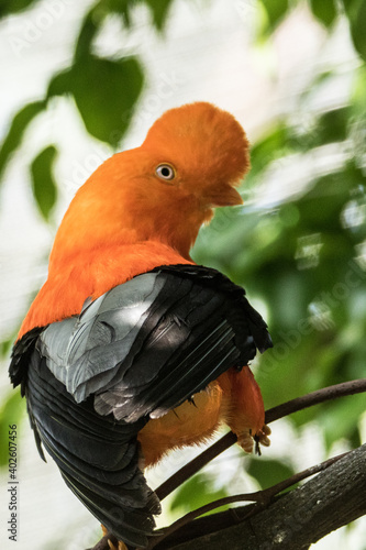 Andean cock of the rock bird in a zoo enclosure