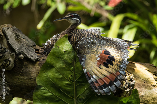 Sun Bittern on it's nest in a zoo