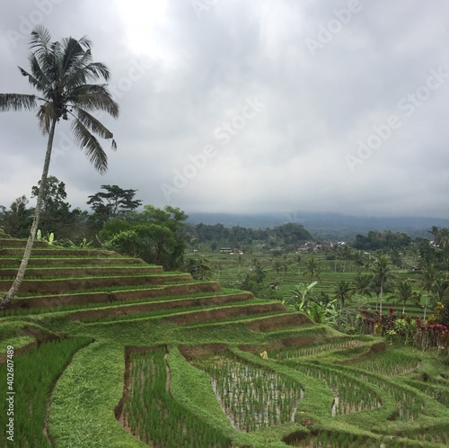 rice terraces 