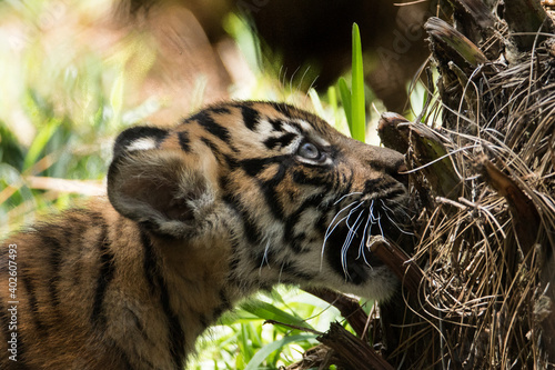 baby tiger in a zoo