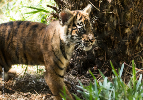 baby tiger in a zoo