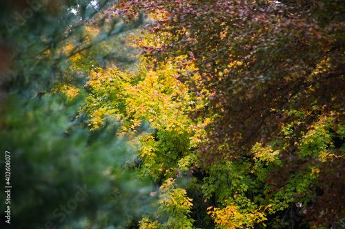 Fototapeta Naklejka Na Ścianę i Meble -  Tree with colorful fall leaves