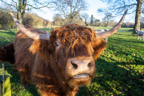 highland cow © scott