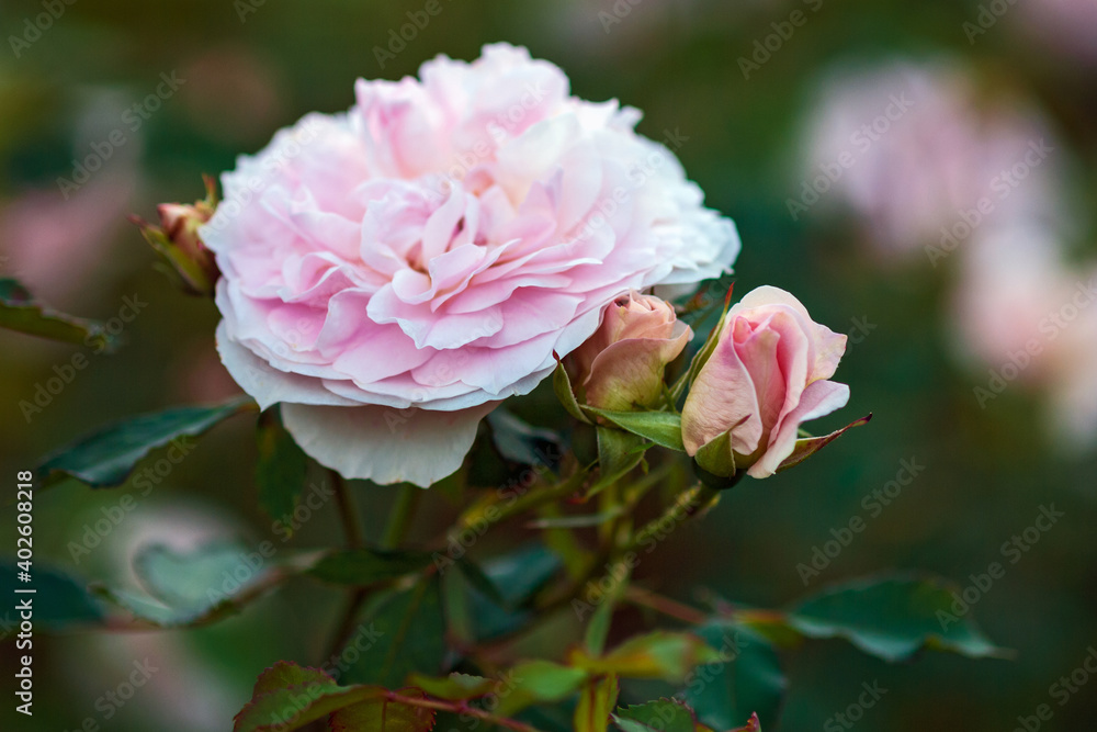 Closeup of light pink garden rose with buds (Morden Blush breed by Marshall) Closeup of light pink garden rose with buds (Morden Blush breed by Marshall)