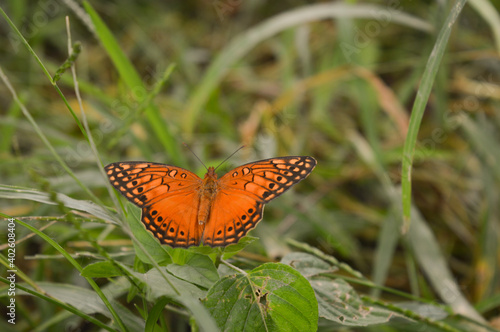butterfly on a flower