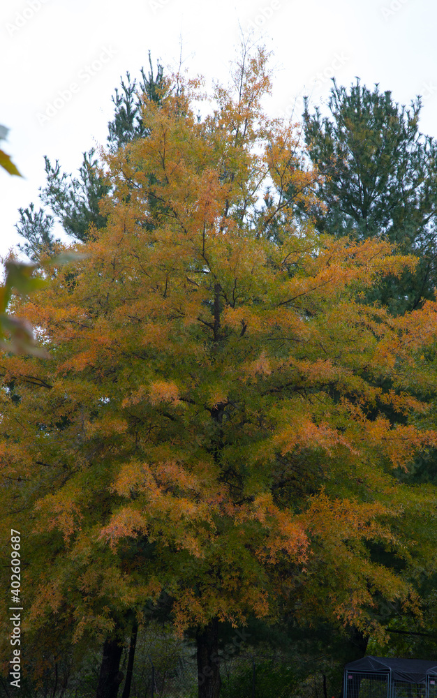 Fototapeta premium Fall leaves of color