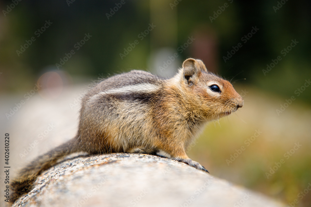 Chipmunk Sitting on a Wall Chipmunk Sitting on a Wall