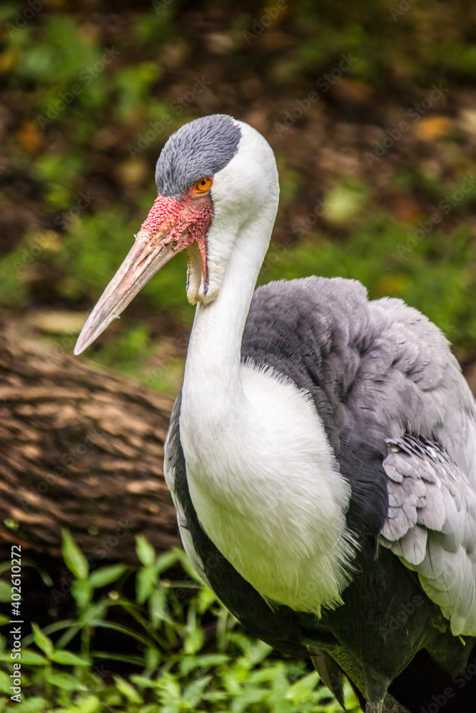 The wattled crane is a large bird found in Africa, south of the Sahara Desert. 
The base of the beak and tip of the wattles is red and bare of feathers and covered by small round wart-like bumps. 