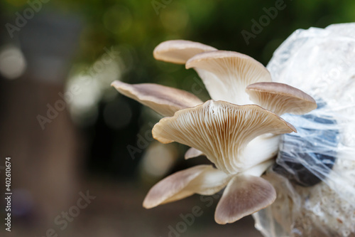 Bhutan Mushroom in plastic bag