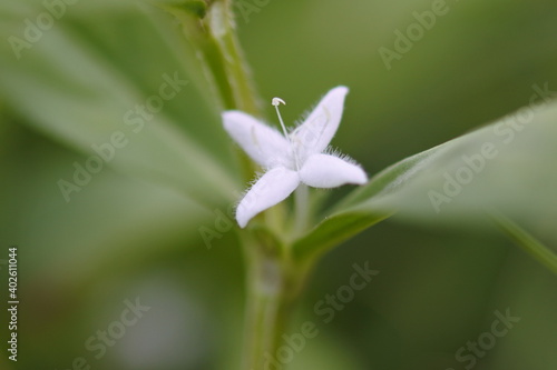 White small flower, cross shaped with 4 petals is flowering in beauty.