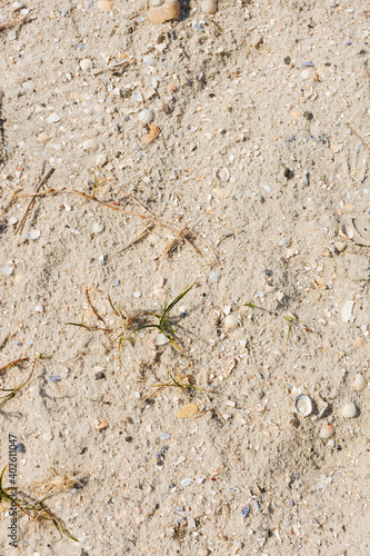 Sand on the beach  with small shells and blades of grass