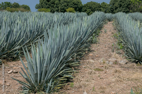 Tequila Jalisco México, paisaje de campos de agave