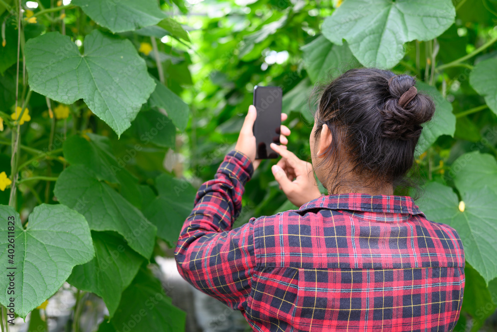 Asian young man farmer using smartphone in organic cucumber greenhouse farm Asian young man farmer using smartphone in organic cucumber greenhouse farm