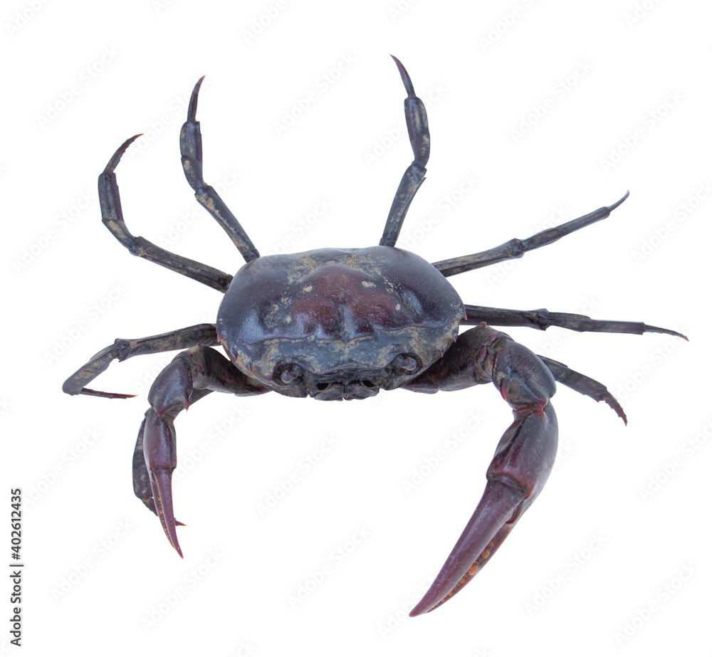 Male crab (Freshwater crab) isolated on white background. Clipping path. Male crab (Freshwater crab) isolated on white background. Clipping path.