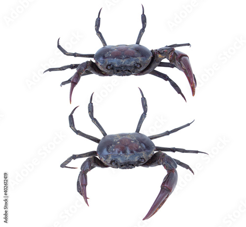 Male crab (Freshwater crab) isolated on white background. Clipping path.