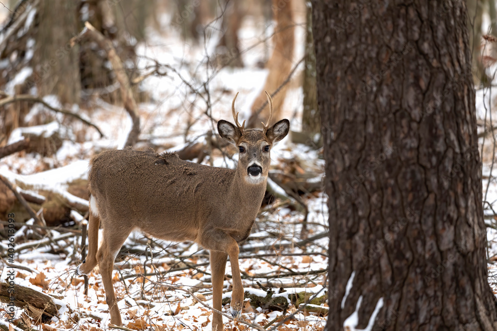 White-tailed deer in the snowy forest. Scene from Wisconsin state park. White-tailed deer in the snowy forest. Scene from Wisconsin state park.