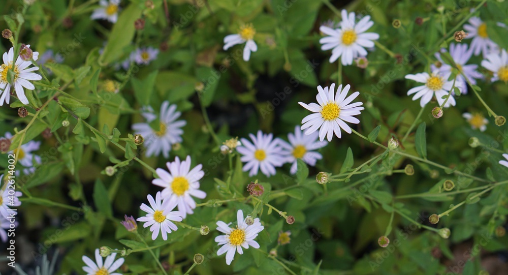 field of daisies