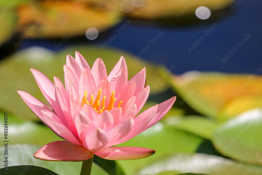 背景素材 綺麗な睡蓮の花 背景素材 綺麗な睡蓮の花