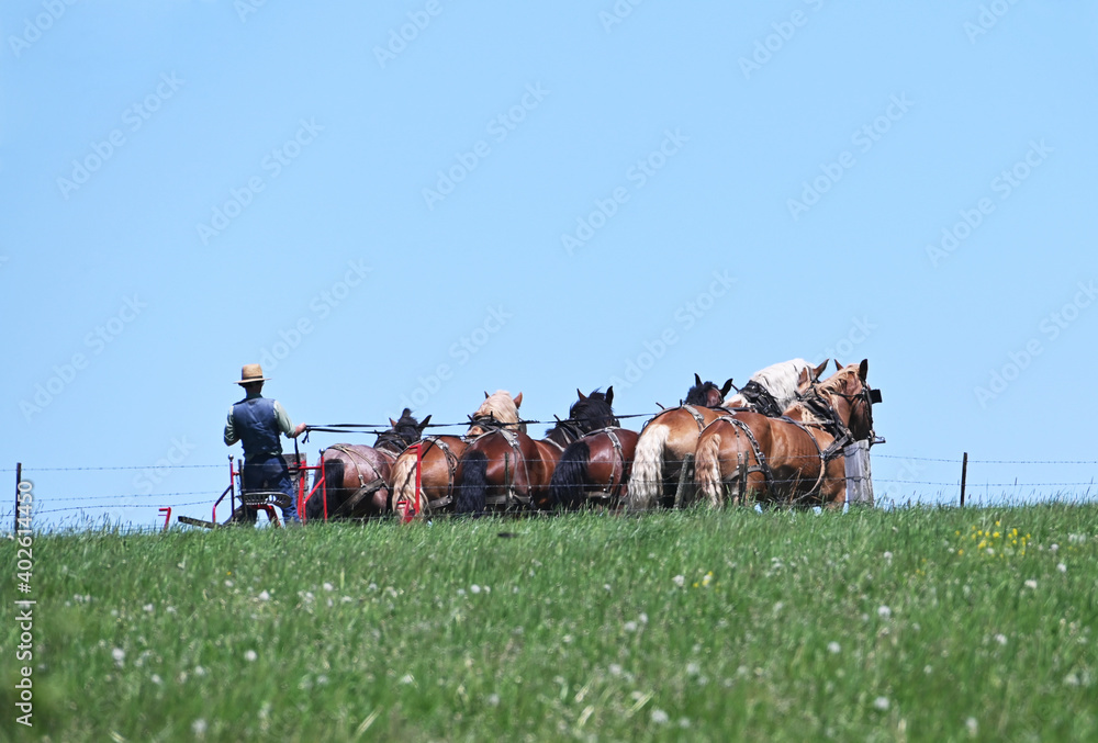 Obraz premium Amish Team of Horses
