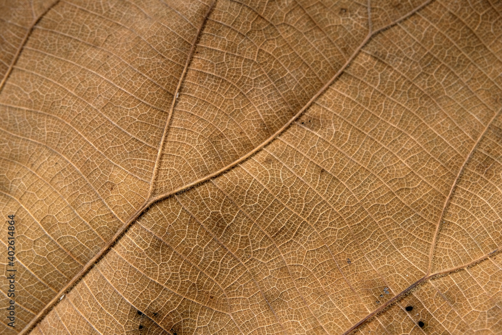 Fototapeta premium Brown Teak leaf close up