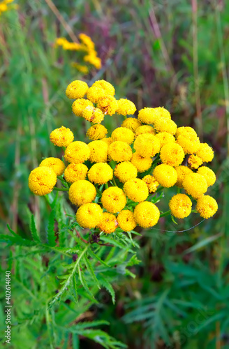 Flowers of tansy. A bunch of wild medicinal herbs on a blurry green background