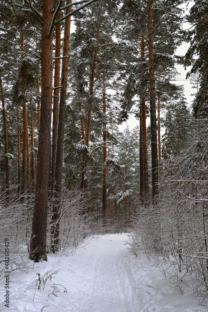 Fototapeta premium Pine forest in winter - vertical