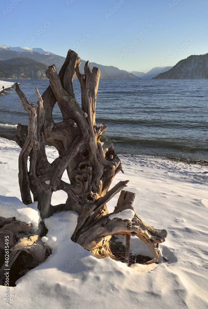 Fototapeta premium Natural sculpture on the shore of lake Teletskoye - vertically