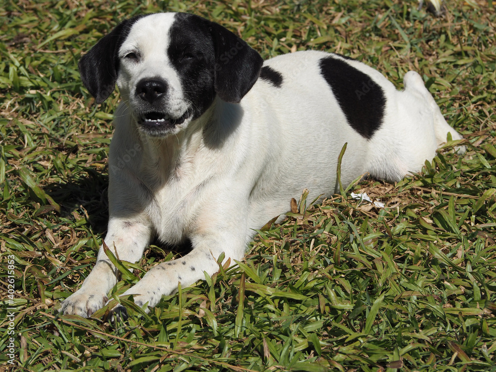 Saw dog teeth and was lying on the grass