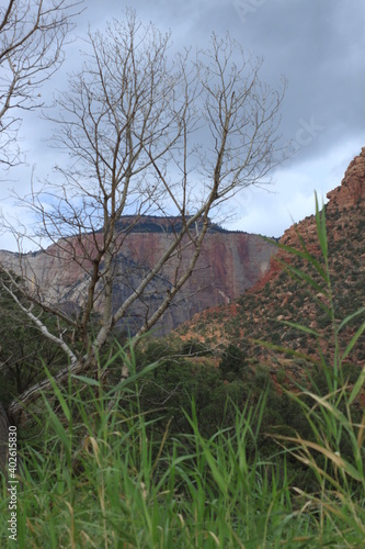 Struggling tree with magnificent Utah background