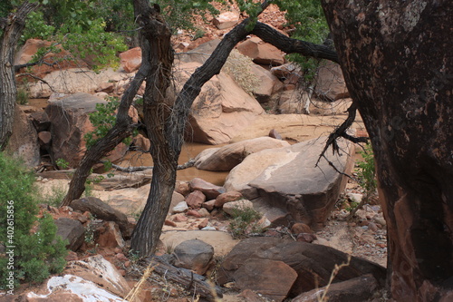 Dead tree with Utah rocks