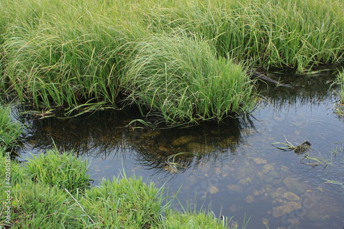 grass in the water