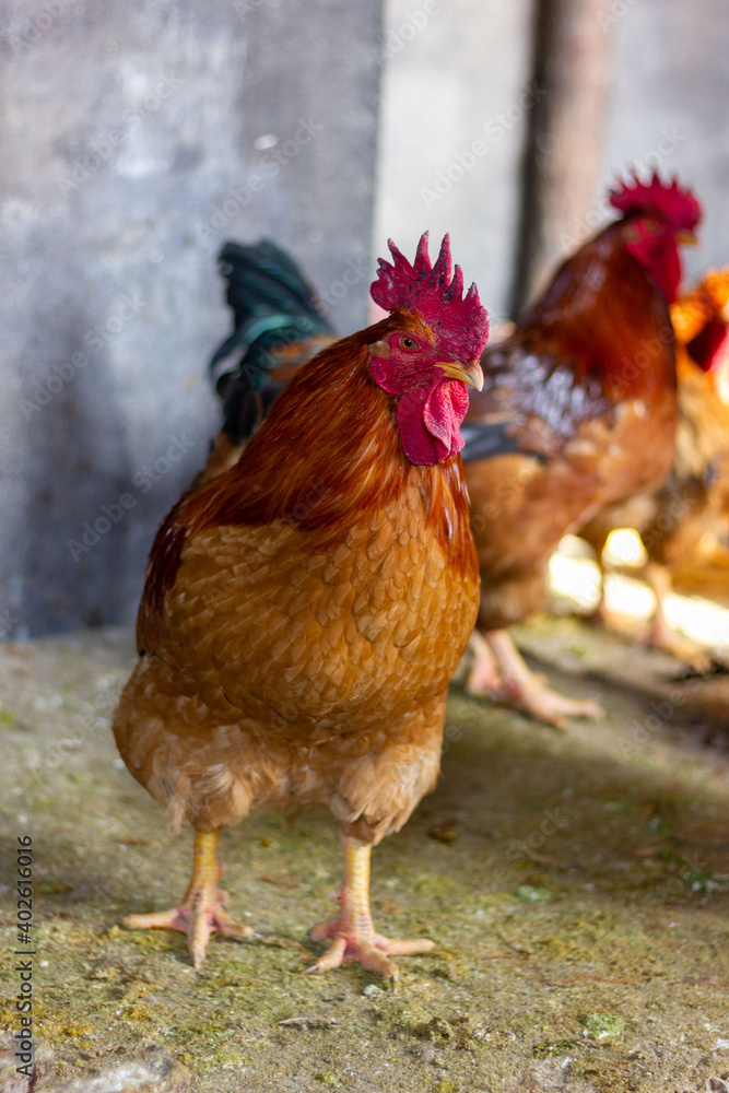 Fototapeta premium rooster in the farm