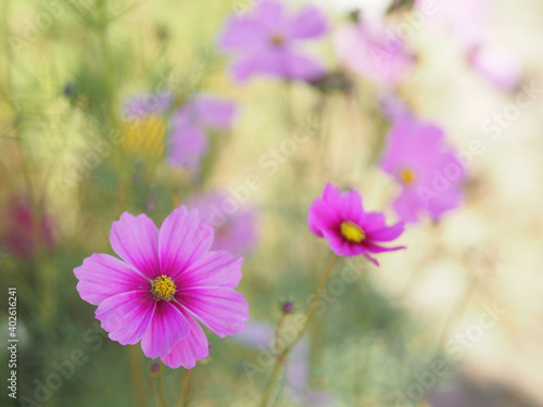 Pink color flower, sulfur Cosmos, Mexican Aster flowers are blooming beautifully springtime in the garden, blurred of nature background