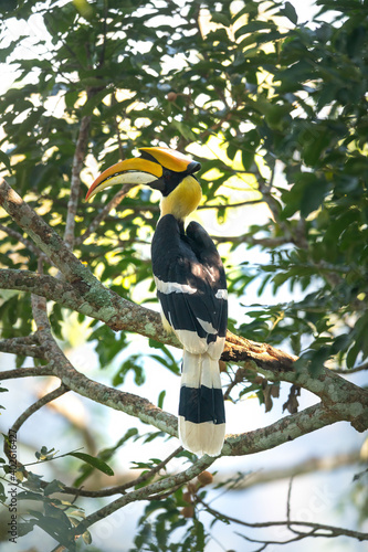A Great hornbill perched on a tree branch