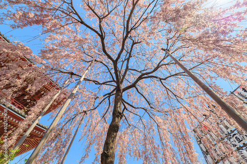 Wallpaper Mural 浅草寺の桜 Torontodigital.ca