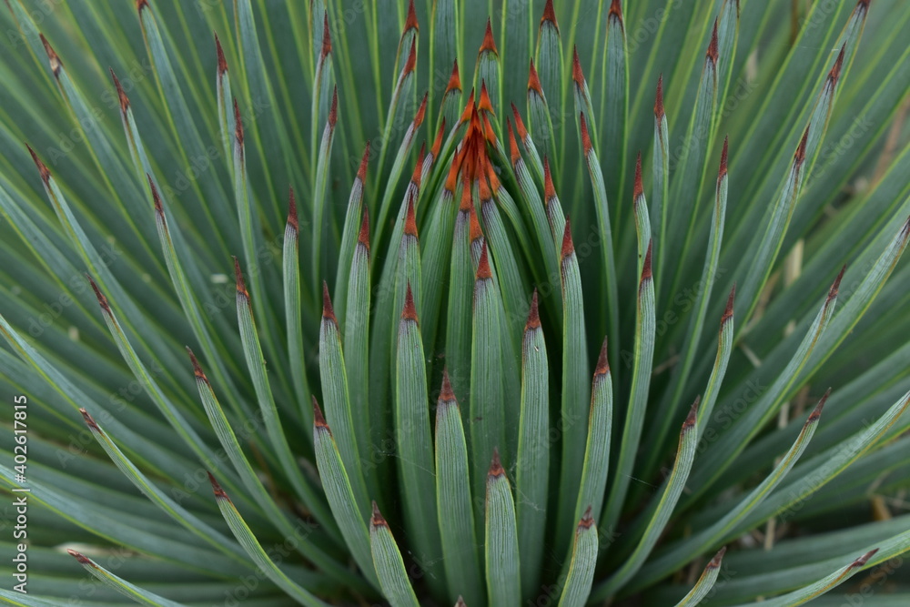 Fototapeta premium close up of a pine needles