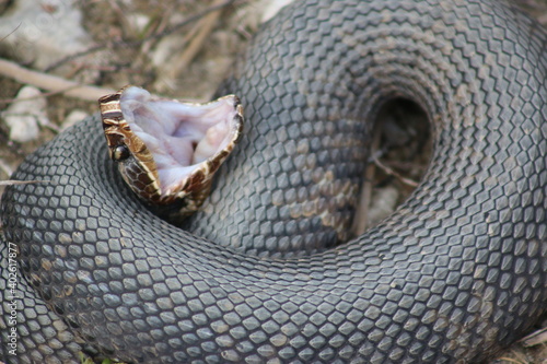 water moccasin