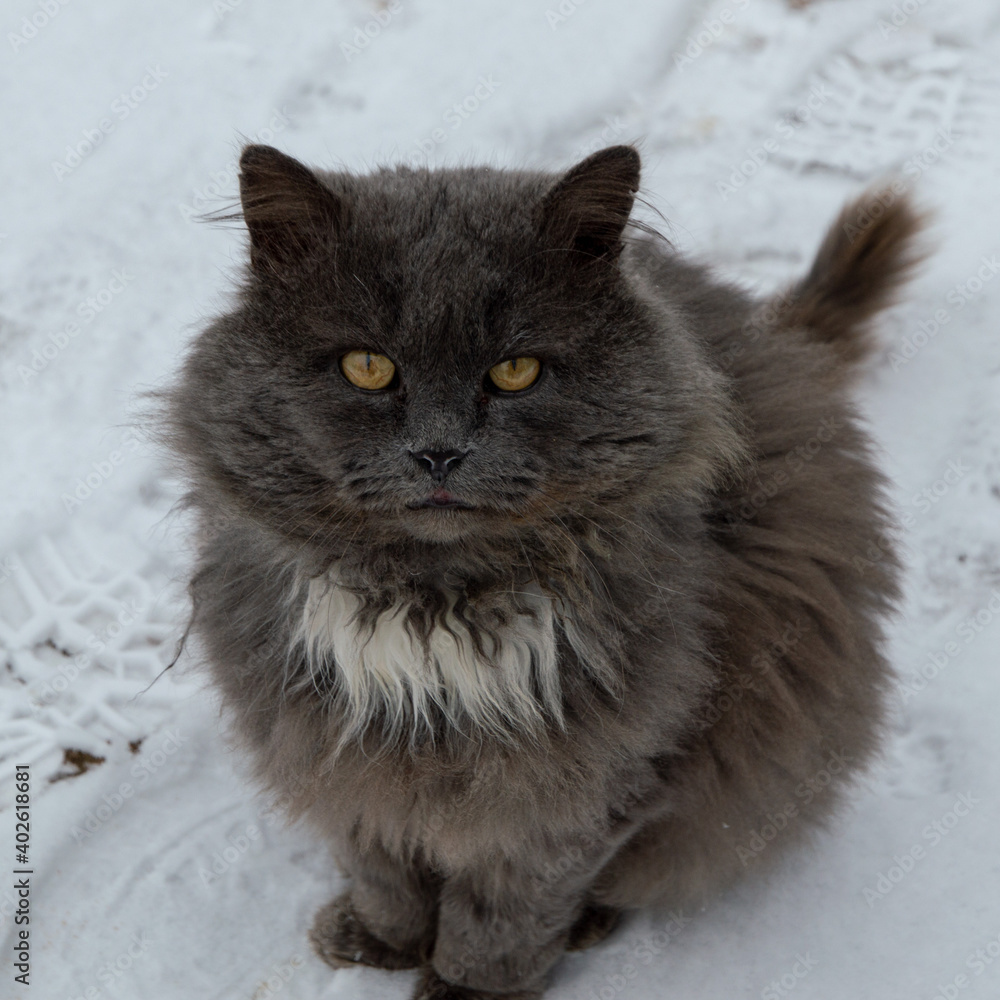 homeless pets: big shaggy stray hungry cat sits in the snow