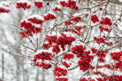 red juicy viburnum berries covered with snow and ice, selective focus, blur