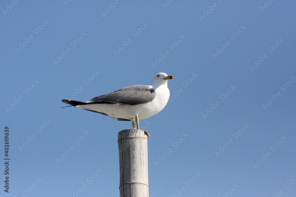 Obraz premium たたずむカモメ