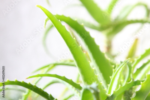 アロエの葉っぱ